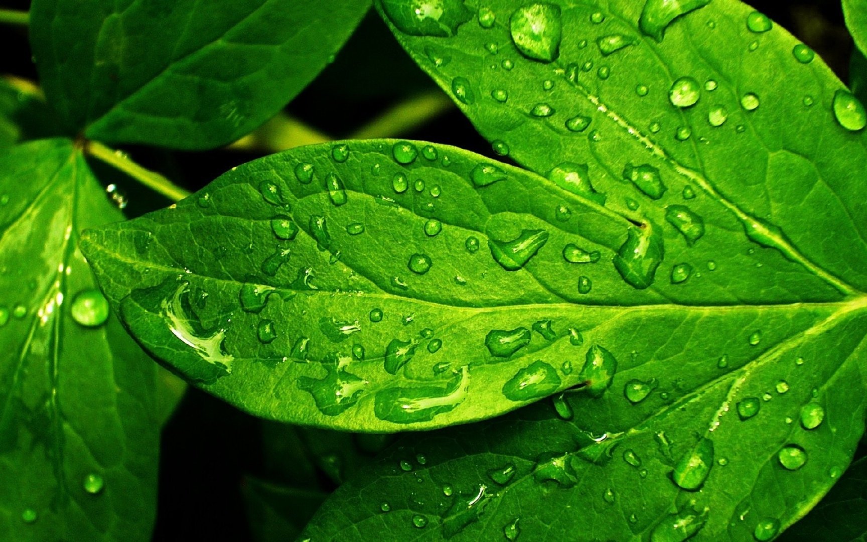 草戒指